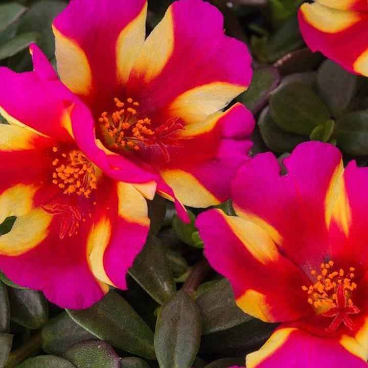 Portulaca mix