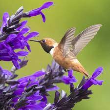 Salvia Hummingbird Falls