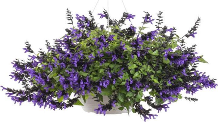 Salvia Hummingbird Falls