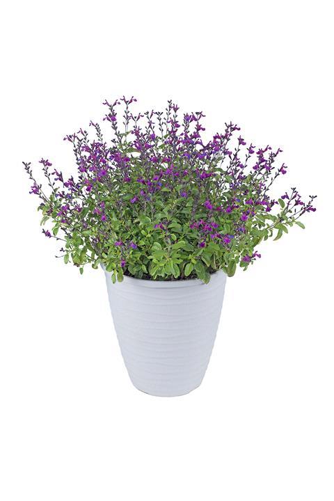 Salvia Vibe® ‘Ignition Purple’