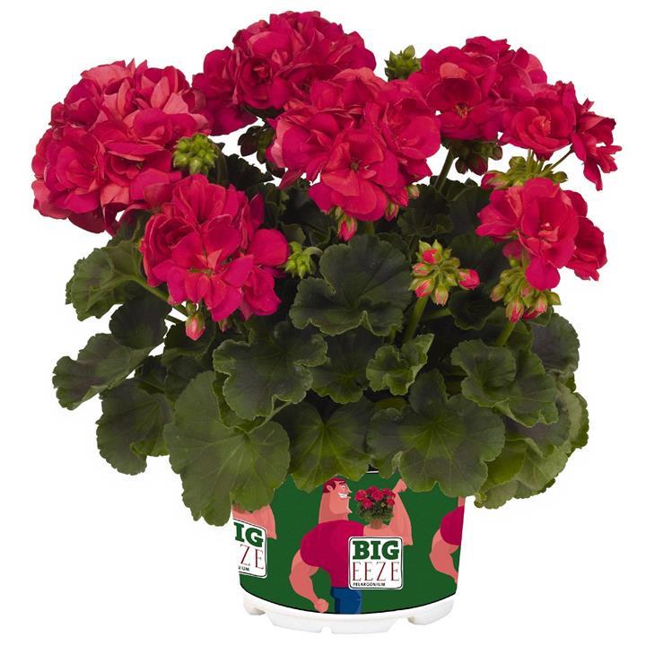 Geranium (interspécifique) fuchsia Neon (Big EZEE™)