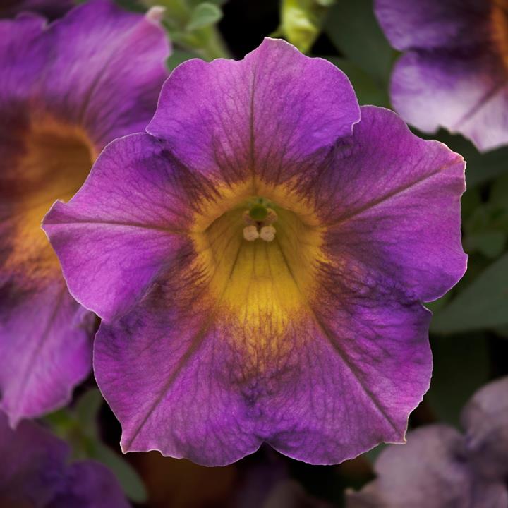 Petunia Fun House™ Amethyst Sunshine