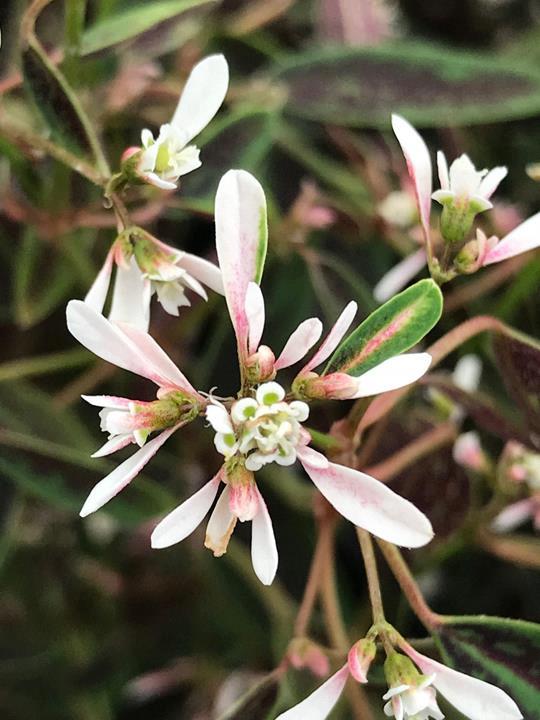 Euphorbia soft pink