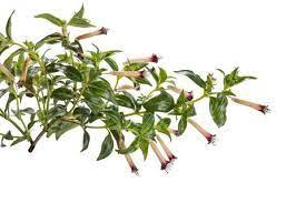 Cuphea Blackberry Sparkler