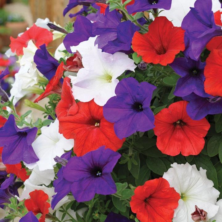 Petunia mix Ray® (bleu-rouge-blanc)