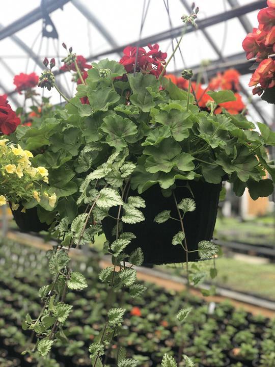 Geranium avec lamiamstrum (choix de couleurs)