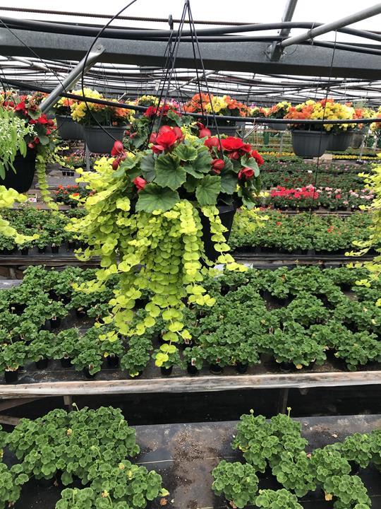 Begonia reiger avec lysimachia lime (choix de couleurs)