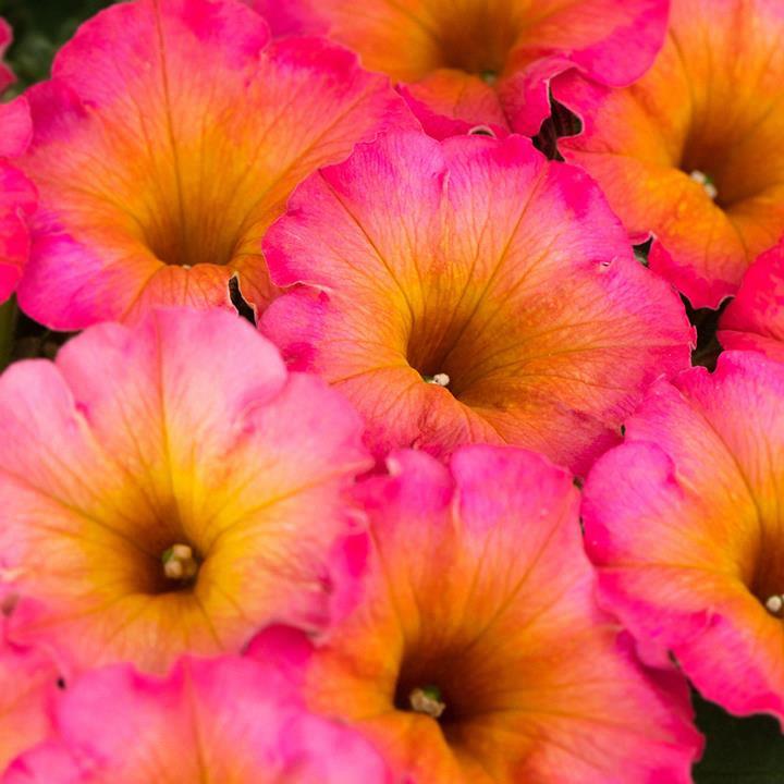 Petunia Crazytunia® Mayan Sunset