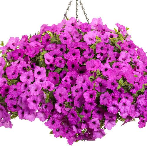 Petunia Supertunia Vista® Jazzberry® 