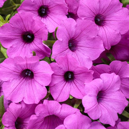 Petunia Supertunia Vista® Jazzberry® 