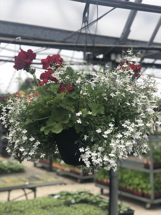 Geranium avec lobelia (choix de couleurs)