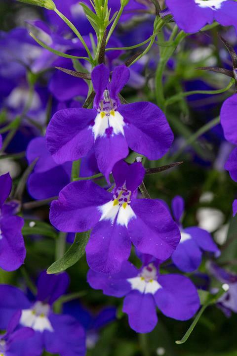 Lobelia Hot+ Dark Blue