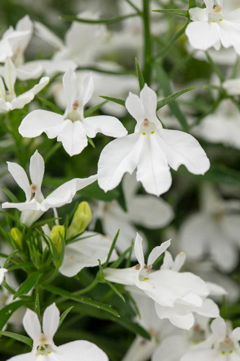 Lobelia Hot+ White