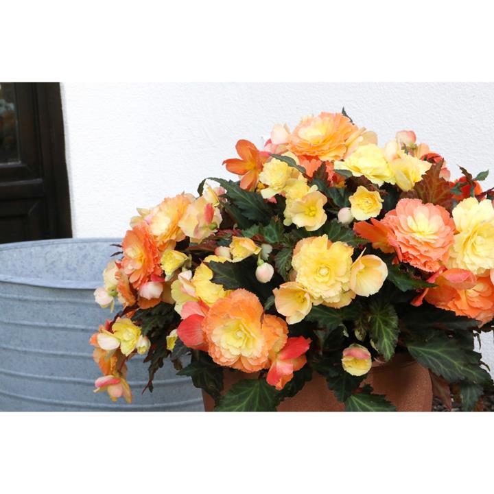 Begonia I'Conia Portofino Sunrise
