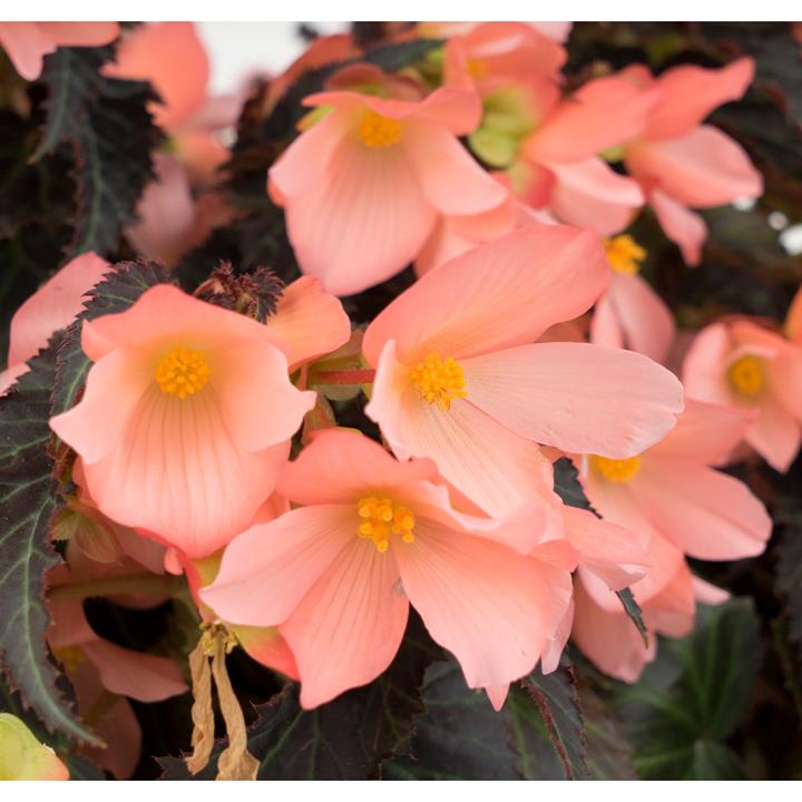 Begonia I'Conia Upright Salmon