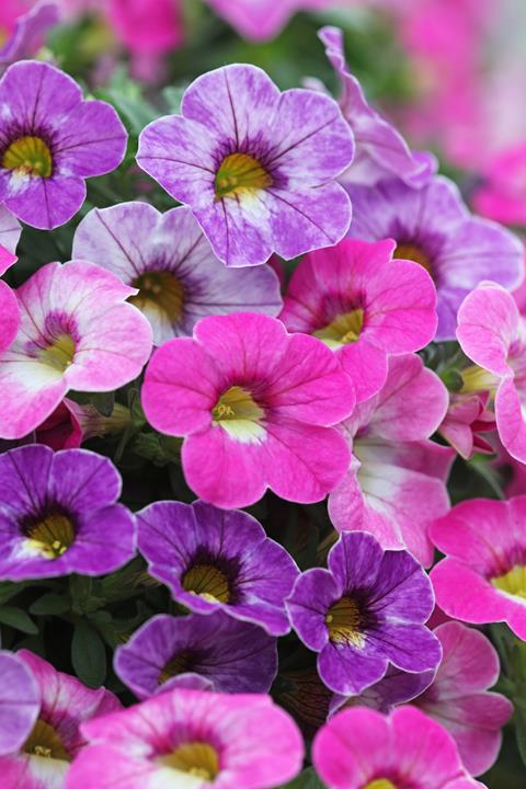 Calibrachoa Chameleon® Fairytale mix