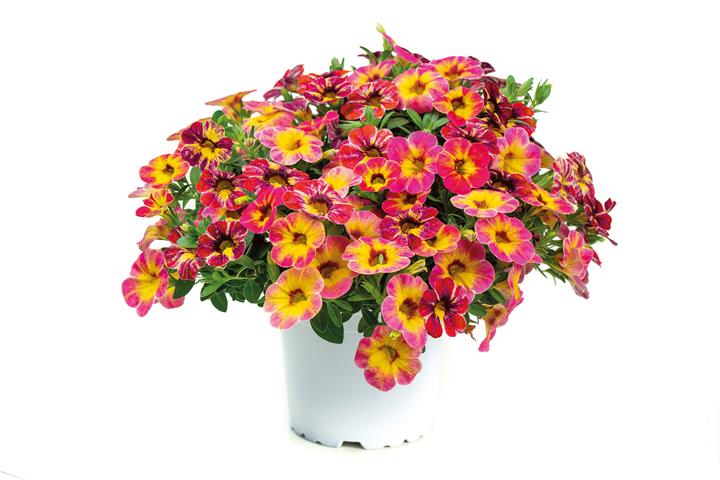 Calibrachoa Chameleon® Tart Deco