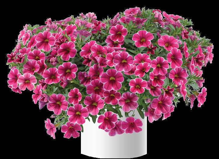 Calibrachoa Colibri™ Cherry Lace