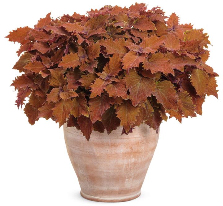 Coleus ColorBlaze® Wicked Hot®