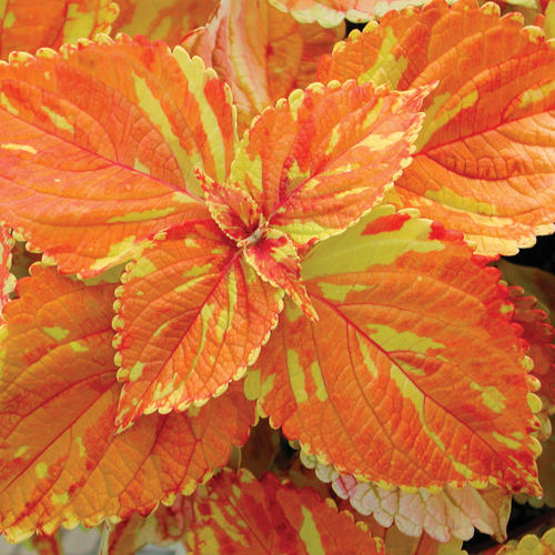 Coleus 'Freckles'