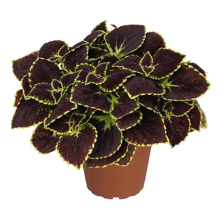 Coleus Main Street Broad Street