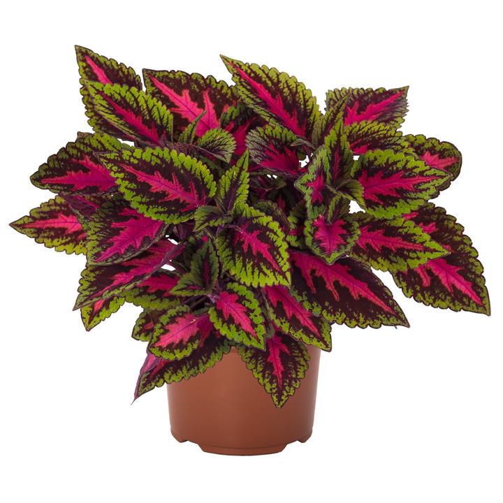 Coleus Main Street Ruby Road