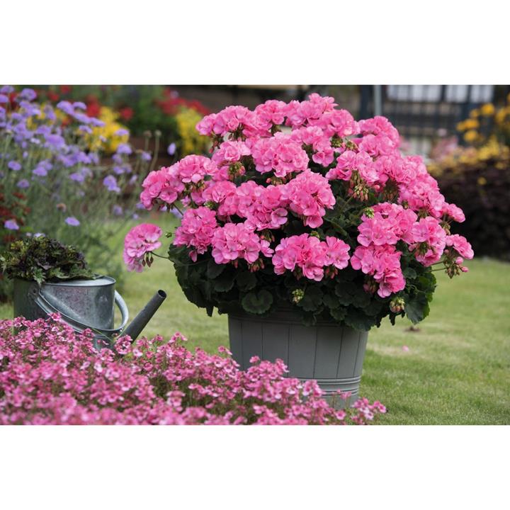 Geranium (interspécifique) pink (Big EZEE™)
