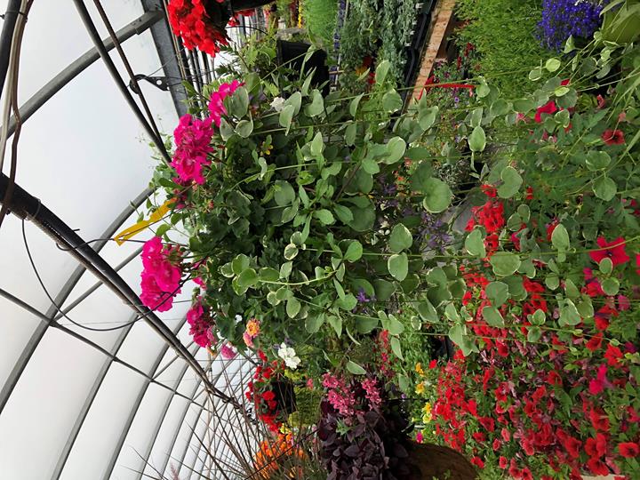 Geranium avec vinca (choix de couleurs)