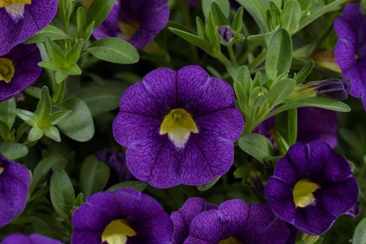 Calibrachoa Colibri™ Plum (bleu)