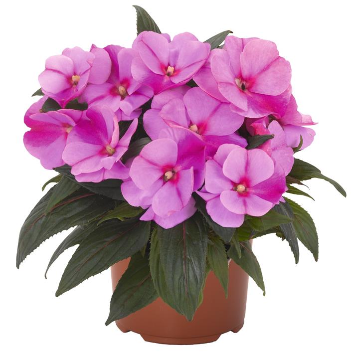 Impatiens nouvelle-guinée Magnum Lavender Splash