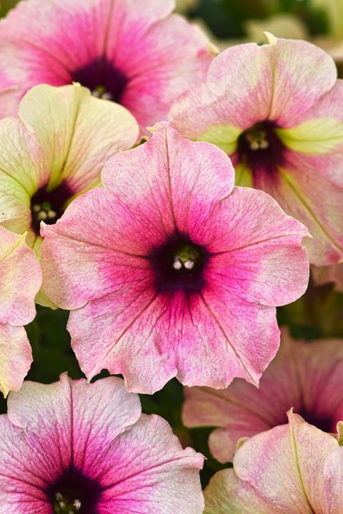 Petunia Crazytunia® Rose Gold