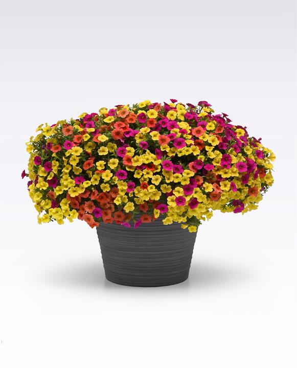 Calibrachoa MixMasters™ Tropicali