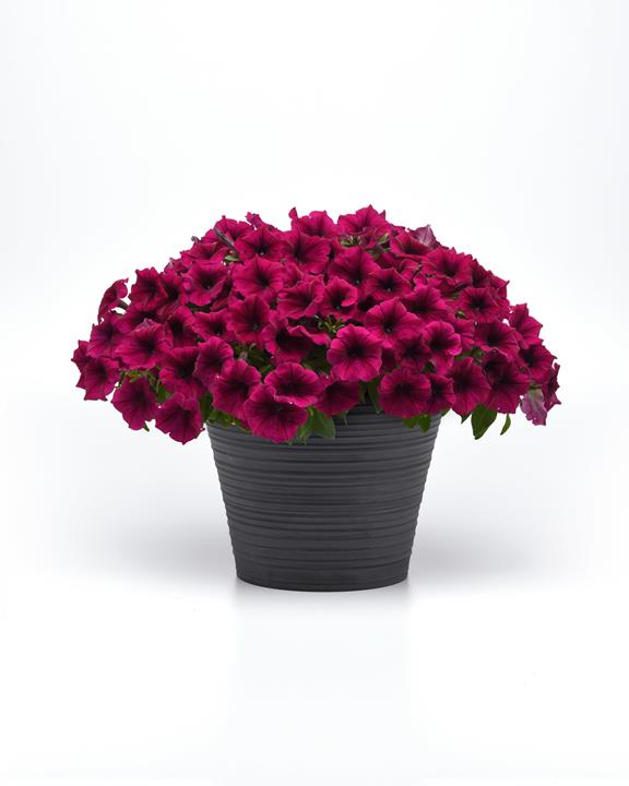 Petunia SureShot™ Magenta