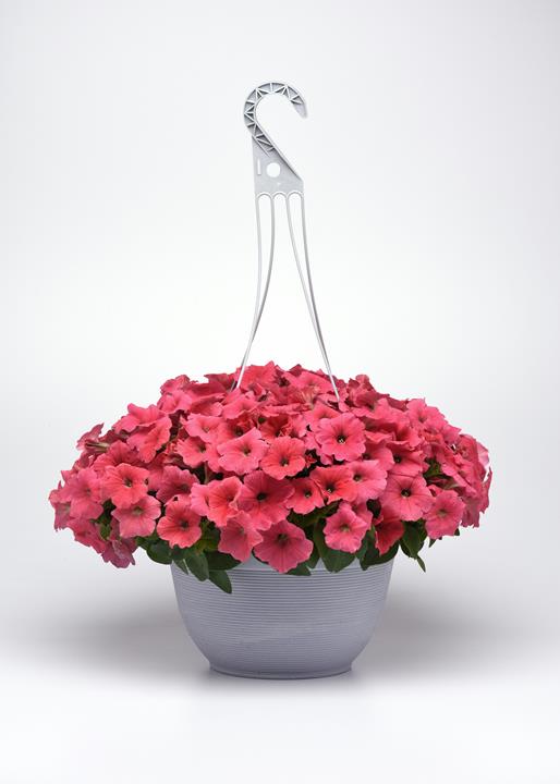 Petunia E3 Easy Wave® Coral