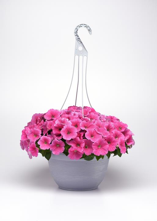 Petunia E3 Easy Wave® Pink Cosmo