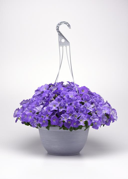 Petunia E3 Easy Wave® Sky Blue