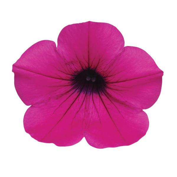 Petunia Shock Wave® Purple