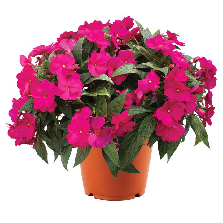 Impatiens nouvelle-guinée Magnum Bright Purple