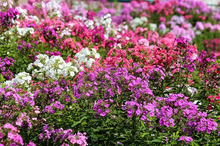 Phlox Mix