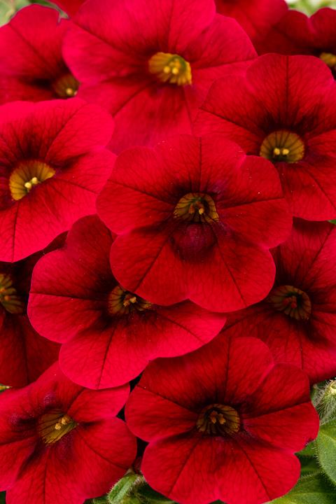 Calibrachoa Calitastic® Dark Red