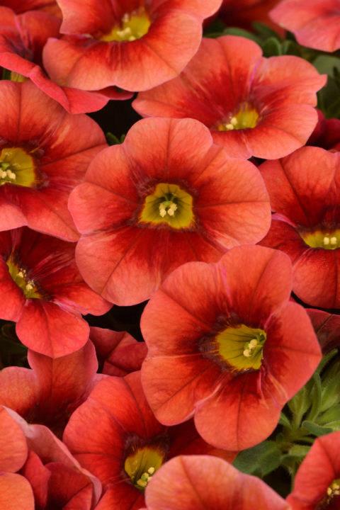 Calibrachoa Calitastic® Pumpkin Spice (Papaya)