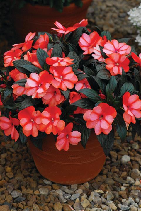 Impatiens nouvelle-guinée ColorPower™ Orange Flame