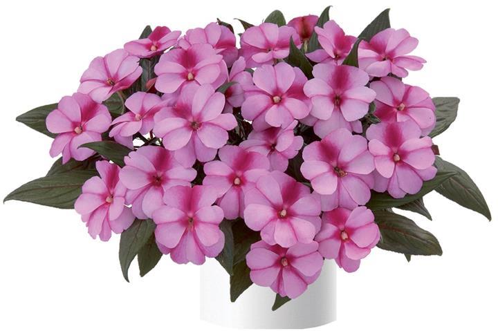 Impatiens nouvelle-guinée Harmony™ Purple Cream