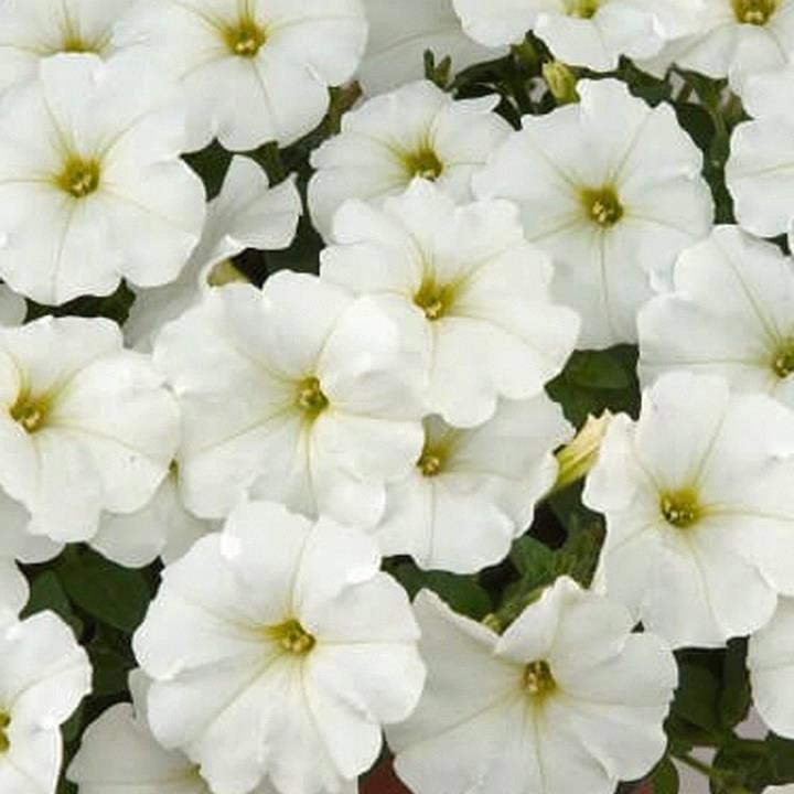 Petunia Ray™ White