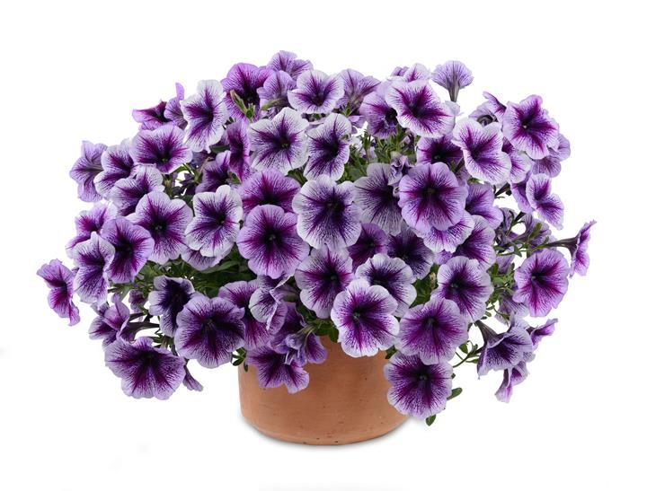 Petunia Ray™ Purple