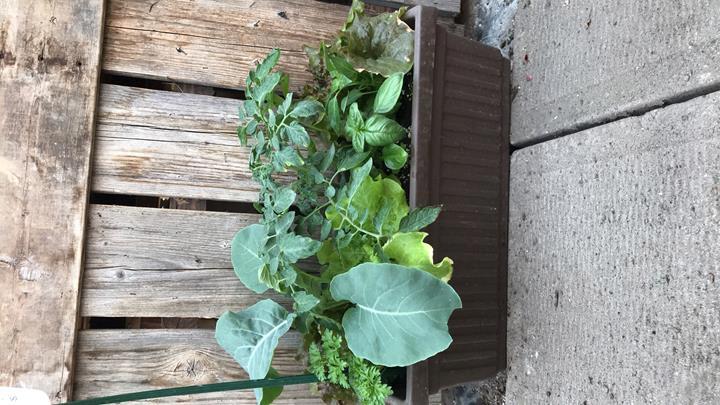 Pot patio Jardin Légumes