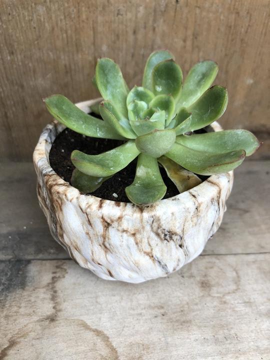 Pot miniature céramic décoratif MARBRÉ - succulente
