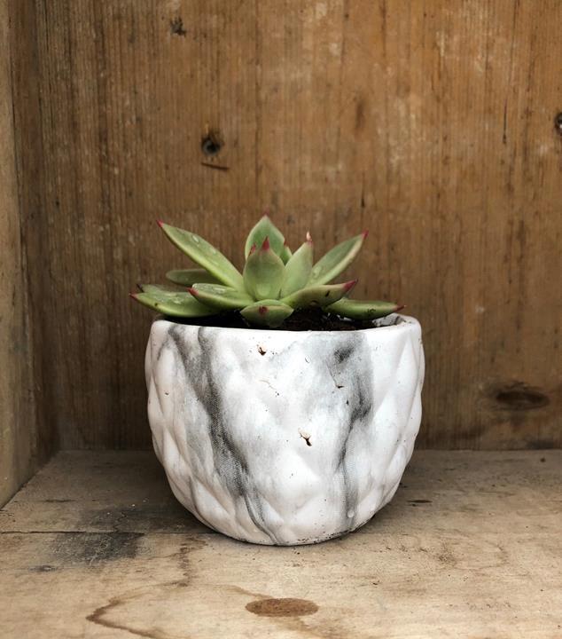 Pot miniature céramic décoratif MARBRÉ - succulente