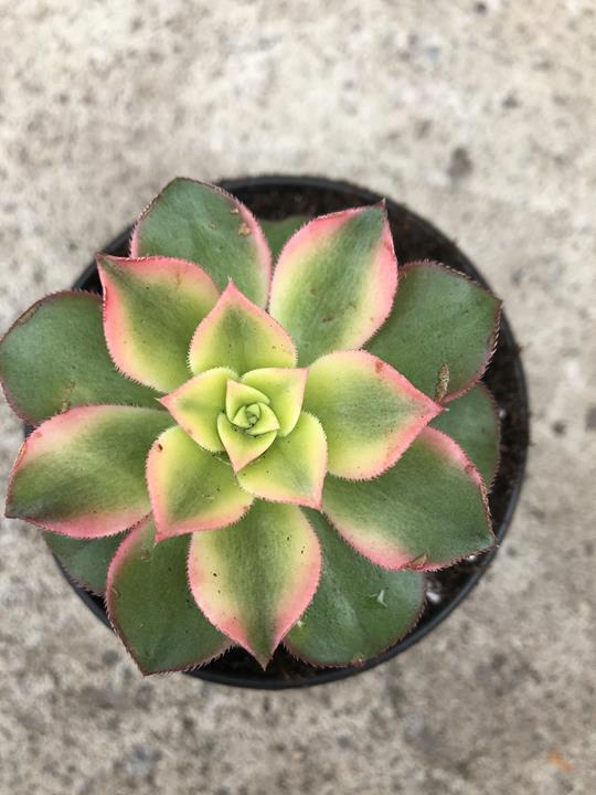 Aeonium haworthii 'Kiwi'