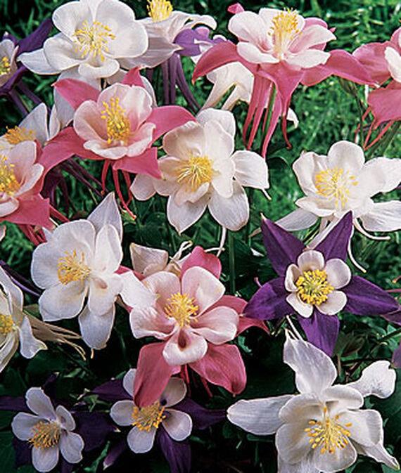 Aquilegia vulgaris ‘Songbird Mix’
